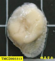 藏品(思氏不對稱鰓虱)的圖片